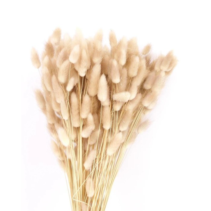 LAGURUS TOPINI NATURAL 100GR 6